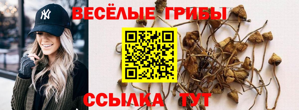 Псилоцибиновые грибы Psilocybe Волоколамск